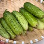 当日朝採り・冷蔵便】甘さが弾けるミニトマト クリーンなハウス水耕