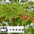家庭用さくらんぼ【佐藤錦】1kgバラ詰め ｜ 果物/さくらんぼ 産直