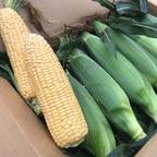 令和7年度産 新米 ふさおとめ玄米30キロ ｜ 米・穀物/玄米 産直