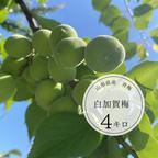 山形県産青梅♡白加賀梅♡1.2キロお試しサイズ♡ ｜ 果物/青梅 産直
