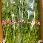選ばれし若穫りパクチー 7kg ｜ 野菜/ハーブ 産直アウル 農家・漁師