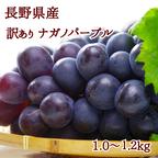 パープル＆シャイン詰め合わせ 各1房 【贈答用】 ナガノパープル