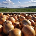 北海道産玉ねぎ【北もみじ2000】L大サイズ ｜ 野菜/玉ねぎ 産直アウル