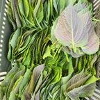 無農薬えごまの葉エゴマの葉500枚 ｜ 野菜/葉物 産直アウル 農家・漁師