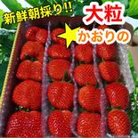 ★新鮮朝採り★大粒いちご 箱込み750g以上 果物や野菜などのお取り寄せ宅配食材通販産地直送アウル