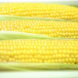とうもろこし「おおもの」家庭用3kg 【8月下旬】3kg 果物や野菜などのお取り寄せ宅配食材通販産地直送アウル