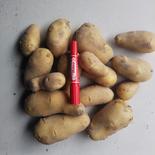 新ジャガイモ メークイン4kg 新ジャガイモ メークイン4kg 果物や野菜などのお取り寄せ宅配食材通販産地直送アウル