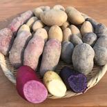 お試し！【じゃがいも】食べ比べセット (おまかせ4～5種) 計10kg 【じゃがいも】食べ比べセット (おまかせ4～5種) 計10kg 果物や野菜などのお取り寄せ宅配食材通販産地直送アウル