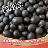 こだわりの黒大豆　無農薬無肥料で丁寧に育てました 800g 果物や野菜などのお取り寄せ宅配食材通販産地直送アウル