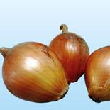 最終❣！淡路島玉ねぎ　小さめ訳アリ品2０ｋｇ　納豆菌栽培　送料込み（北海道・沖縄地区・離島以外） 2０ｋｇ 果物や野菜などのお取り寄せ宅配食材通販産地直送アウル