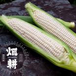 プレミアムな逸品「はたコーンBIG！」【アウルの日】 とうもろこし8本入り(1本あたり450g以上) 果物や野菜などのお取り寄せ宅配食材通販産地直送アウル