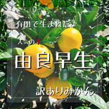 由良早生　3キロ　訳あり　有田みかん　サイズ混合産地直送　和歌山県 3kg 果物や野菜などのお取り寄せ宅配食材通販産地直送アウル