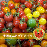 SUNSUNトマトの宝石箱【1kg箱】 1kg 果物や野菜などのお取り寄せ宅配食材通販産地直送アウル