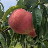 長野市産一番初めの🍑（たまき）３kg箱 【数量限定】 3kg 果物や野菜などのお取り寄せ宅配食材通販産地直送アウル