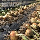 新たまねぎ　１２ｋｇ １２ｋｇ 果物や野菜などのお取り寄せ宅配食材通販産地直送アウル