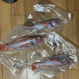 幻の高級魚！のどぐろ1.3キロ！活き締め！下処理済み！特大サイズ入り！釣り物！ 1.3キロ 果物や野菜などのお取り寄せ宅配食材通販産地直送アウル