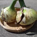 売り切れ御免🉐5kg🧅早生玉ねぎ(特大〜小玉20玉くらい) 特大〜小混合で20玉くらい 果物や野菜などのお取り寄せ宅配食材通販産地直送アウル