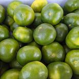 今が旬の極早生みかん　約10キロ　サイズバラバラ　肥のあかり 10キロ 果物や野菜などのお取り寄せ宅配食材通販産地直送アウル