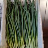 訳あり九条ネギ2kg 2kg 果物や野菜などのお取り寄せ宅配食材通販産地直送アウル