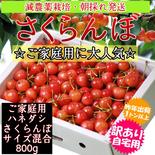 ☆ご家庭用に大人気☆品種おまかせ！ご家庭用ハネダシさくらんぼ ご家庭用800g　※収穫日により小玉のみになる場合がございます※ 果物や野菜などのお取り寄せ宅配食材通販産地直送アウル