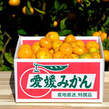 天晴みかん　ご家庭用10.0kg 10.0kg 果物や野菜などのお取り寄せ宅配食材通販産地直送アウル