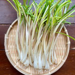 洗い済み白エシャレット200g 農薬・化学肥料不使用 白200g 果物や野菜などのお取り寄せ宅配食材通販産地直送アウル