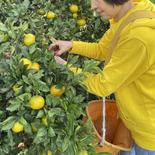 早生みかん　約5キロ　温州みかん 5キロ 果物や野菜などのお取り寄せ宅配食材通販産地直送アウル
