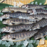[岩魚]イワナ10尾入×2セット[20尾](21cmサイズ)冷凍 20尾【約21㎝サイズ】 果物や野菜などのお取り寄せ宅配食材通販産地直送アウル