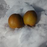 【年末年始のお楽しみ】冬の和梨3kg箱 約2.8〜3.5kg【7〜9玉】 果物や野菜などのお取り寄せ宅配食材通販産地直送アウル
