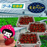 さらに‼︎感謝価格【減農薬】三箱 家庭用 ”小粒・小粒B品”いろいろなサイズ 『モカベリー』 完熟いちご 苺 果物 【クール便】三箱 約2550g 果物や野菜などのお取り寄せ宅配食材通販産地直送アウル