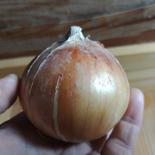 自然栽培玉ねぎ3キロ【観音様の玉ねぎ】 箱の重さ込みで3kg 果物や野菜などのお取り寄せ宅配食材通販産地直送アウル