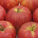 【5周年限定】🍎りんご通が好む鉄板シナノスイート🍎幅広い層のリピーターを誇る絶対外せない林檎品種～品種指定探しキャンペーンお試し特価～🍎冬ギフト🍎 シナノスイート5～6個 果物や野菜などのお取り寄せ宅配食材通販産地直送アウル
