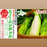 スノーエンジェルL〜2L 10本入✖️2ケース 20本入 スノーエンジェル10本入✖️2ケース　20本入 果物や野菜などのお取り寄せ宅配食材通販産地直送アウル