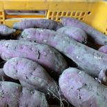 【サツマイモ】茨城県産 土付き 紅はるか3㎏ 3㎏ 果物や野菜などのお取り寄せ宅配食材通販産地直送アウル