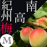 M 南高梅1.0kg 1.0kg 果物や野菜などのお取り寄せ宅配食材通販産地直送アウル