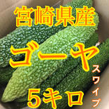 朝どれ新鮮ゴーヤ 5キロ 果物や野菜などのお取り寄せ宅配食材通販産地直送アウル