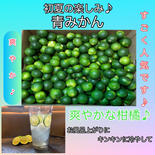 まっちゃん農園の青みかん（摘果みかん）　栽培期間中•農薬不使用 正味　3キロ 果物や野菜などのお取り寄せ宅配食材通販産地直送アウル