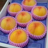 多くの人に愛され続ける黄桃『黄金桃』【産直ギフト】 一箱 約2kg（6~8玉入り） 果物や野菜などのお取り寄せ宅配食材通販産地直送アウル