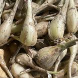 パリポリ食感がクセになる！泥付き生らっきょう～２Kg 500gパック×４個セット 果物や野菜などのお取り寄せ宅配食材通販産地直送アウル