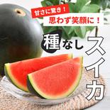 【夏限定10個／数量限定】福井県坂井市産 幻の“種無しすいか”｜5年の歳月をかけて誕生した希少品。濃厚な甘みとシャリ感、皮の際まで美味しい極上果実。ご家族や大切な方への贈り物に【糖度12度以上】 種なしスイカ１個 果物や野菜などのお取り寄せ宅配食材通販産地直送アウル