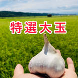 限定　大玉　やまがた最上伝承野菜　最上赤にんにく　おまけ付き  500g 果物や野菜などのお取り寄せ宅配食材通販産地直送アウル