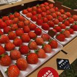 朝採れ当日発送！42玉4パック！夏秋いちご　青森県産　すずあかね　苺　夏いちご 42玉4パック 果物や野菜などのお取り寄せ宅配食材通販産地直送アウル