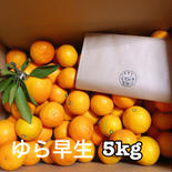 【5kg】パクパクが止まらない♪高原育ちのゆらわせみかん  5kg 果物や野菜などのお取り寄せ宅配食材通販産地直送アウル
