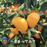 【樹上完熟】 ゆら早生5キロ箱 5キロ箱 果物や野菜などのお取り寄せ宅配食材通販産地直送アウル