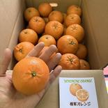鹿児島県産「南国の味　たんかん」 10㎏ 果物や野菜などのお取り寄せ宅配食材通販産地直送アウル