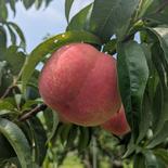 長野市産🍑（たまき）３kg箱 家庭用【数量限定】 12玉から14玉 果物や野菜などのお取り寄せ宅配食材通販産地直送アウル