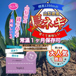 山梨県産 美味しいネギ 1箱5kg以上    泥付き 根付きのサイズ混合商品 果物や野菜などのお取り寄せ宅配食材通販産地直送アウル