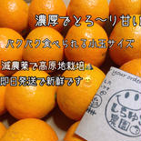 【1kg】パクパクが止まらない  高原育ちのゆらわせみかん　1kg 1kg 果物や野菜などのお取り寄せ宅配食材通販産地直送アウル