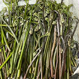 ホタ付き天然山ワラビ ホタ付き天然山ワラビ　250g 4束 果物や野菜などのお取り寄せ宅配食材通販産地直送アウル