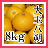 【八朔(はっさく) 大玉3Lサイズ以上 ご家庭用 8kg】 8kg(箱込み)＋補償分増量 果物や野菜などのお取り寄せ宅配食材通販産地直送アウル